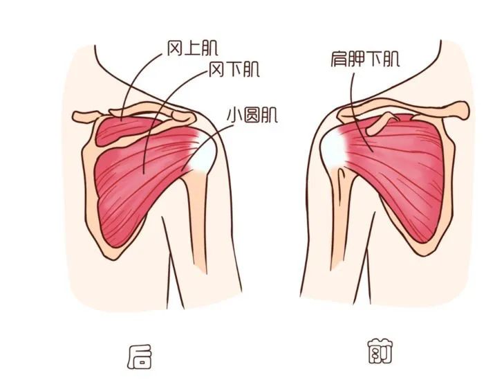 北京美德瑞骨科医生集团