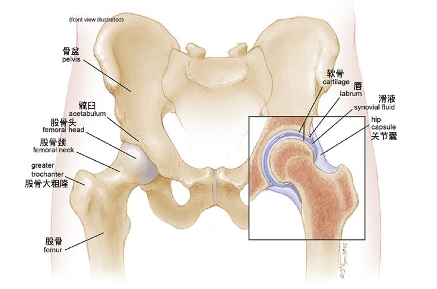 髋关节