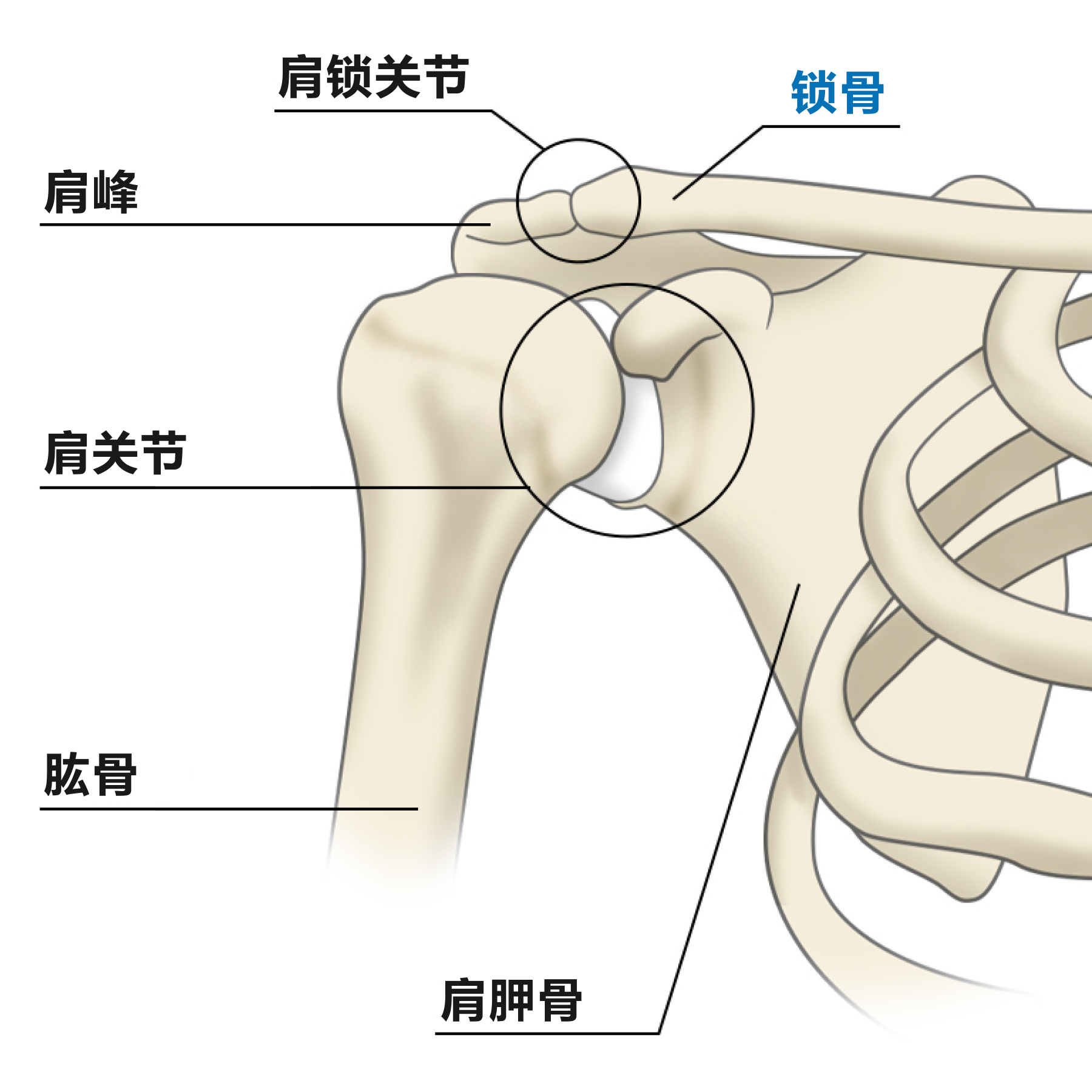 锁骨